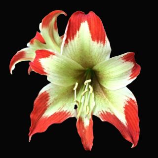 Big Hippeastrum Nelsonii - Ultra Rare Bulbous Ornamental Plant,  Geophyte