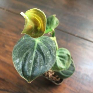 Rare Philodendron Melanochrysum “black Gold” Aroid Fully Rooted Houseplant,  2”
