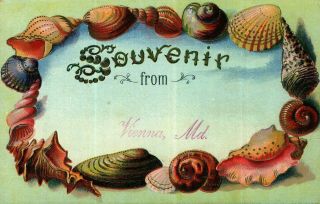 Vienna Md Maryland,  Souvenir From Vienna,  Md,  Seashells,  Rare 1910 Postcard