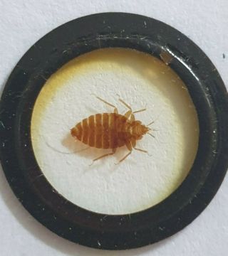 Very Fine Antique Microscope Slide " Bed Bug " By Watson