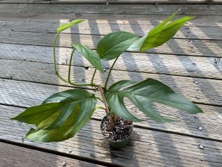 Monstera Epipremnum Pinnatum - Rooted In 4 " Pot (rare Aroid)