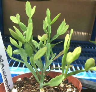 Lepismium Mauritiana - Rooted Starter Plant - Extremely Rare Rhipsalis Type Wow