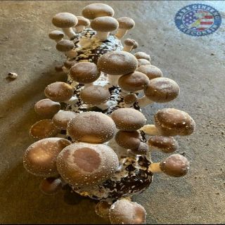 Rare Ginseng Organic Shiitake Mushroom Growing Kit,  Great Gift,  Safe For Kids