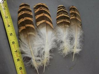 Vintage Florican Bustard Feathers Rare Unusual Fly Tying Materials Salmon