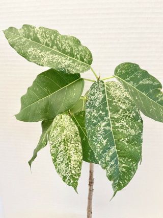 Ficus Bengalensis Narrow Leaf Variegated Banyan Tree Rare