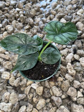 Alocasia Baginda " Dragon Scale ",  Extremely Rare,  Rooted,  Live,  Limited
