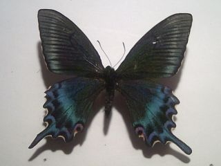 Real Insect/butterfly Set/spread B6519 Rare Spring Form Papilio Maackii Maackii