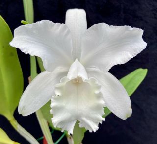 Rare Cattleya Orchids - C Wendy Patterson (helen P Dane X Intermedia) In Bloom