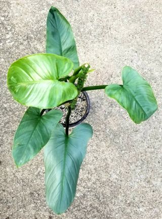 Philodendron Hastatum Glaucophyllum,  Fully Rooted,  Very Rare Plant,  Medium Size