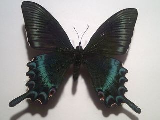 Real Insect/butterfly Set/spread B6514 Rare Spring Form Papilio Maackii Maackii