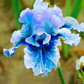 2 Bulbs Bearded Iris Flower Stunning Floridity Perennial Resistant Rare Balcony