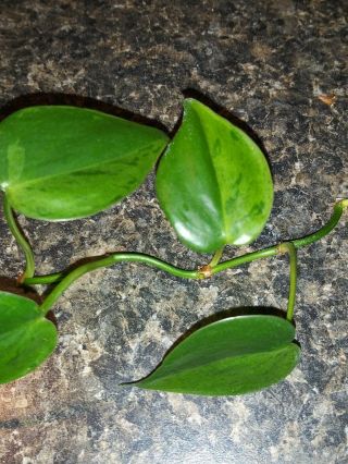 Very Rare Variegated Heartleaf Philodendron Stem Cutting With Half Moon Leaf