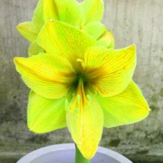 Amaryllis Bulbs Hippeastrum Perennial Resistant Flowers Bright Yellow Gift Rare