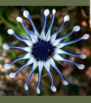 Rare Blue Daisy Osteospermum Whirligig 10 To 100 Fresh Viable Seeds - Uk Seller