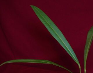 Anthurium Carchiense Rare Strap Aroid Plant Terrarium Philodendron Monstera