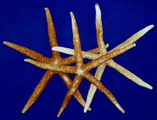 Nardoa Rosea Rare Philippine Starfish Sea Star (1) 9 " - 10 "