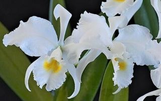 Rare Cattleya Orchids - C Trianaei Alba 