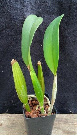Rare Cattleya Orchids - C trianaei alba ' Select ' 2
