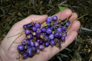 Rare Fruits Syzygium Oleosum - Blue Lilly Pilly Blue Water Cherry 3 Seeds