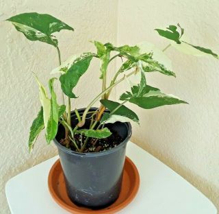 Lg Rare Variegated White Syngonium Podophyllum Albo; 2 Plants In 6 " Pot