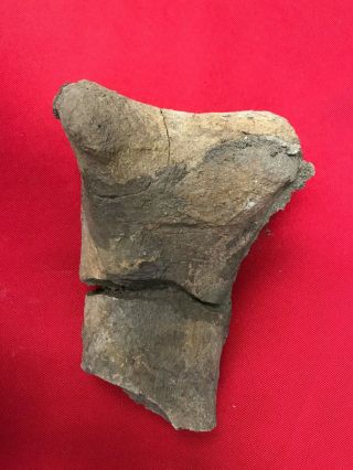 Rare Ancient Hadrosaur Dinosaur Toe Bone - 67 - 66 Million Years Old