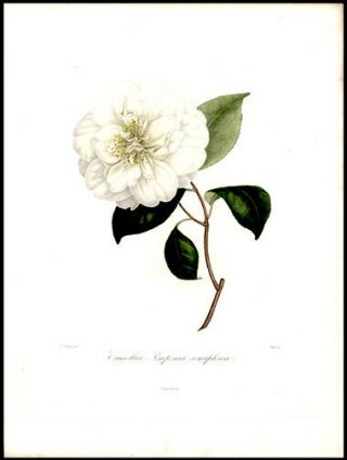 Rev Berlese Antique 1841 Hand - Colored Engraving Camellia Pomponsia Semi - Plena