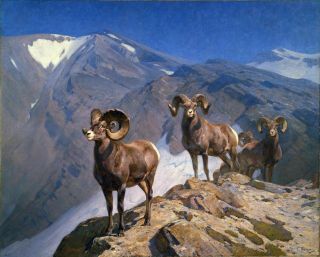 Carl Rungius,  Big Horn Sheep,  Rams,  Wildlife,  Antique Wall Decor,  14 X 11 Art