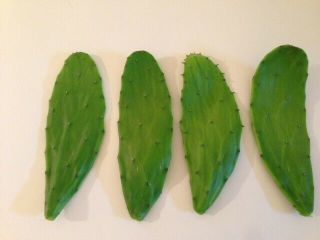 Fresh Bulk Organic Cactus Rare Spineless Species Reptile Food Or Edible Pads