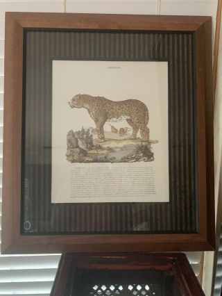 Vintage Bombay Company Framed Matted Print Of Leopard Rare