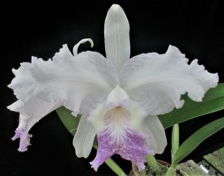 Rare Cattleya Orchids - C Lueddemanniana Coerulea 