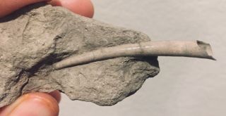 Rare Russia Fossil Bivalve Laevidentalium Jurassic Fossil