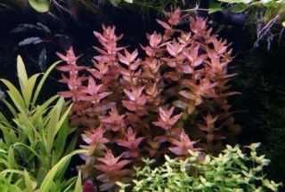 3 Stems Bacopa Colorata Live Aquarium Plants S/h Rare