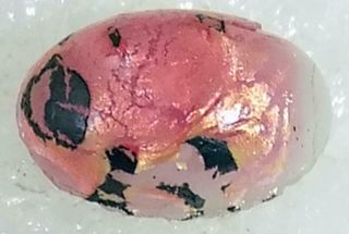 Antique Leo Popper Glass Button Oval Pink Black Foil 3/8 " Long Cotton Candy Pe