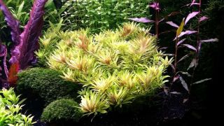 3 Stems Aromatica Mini Live Aquarium Plants S/h Rare