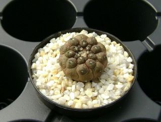 Copiapoa Hypogaea Cv.  Lizard Skin Own Root Rare Cactus 08324
