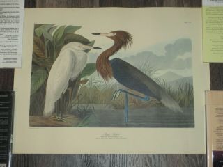 Vtg Purple Heron Rare Elephant Folio John James Audubon Tropic Bird Cclvi Plate
