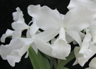 Rare Cattleya Orchids - C Skinneri Alba 