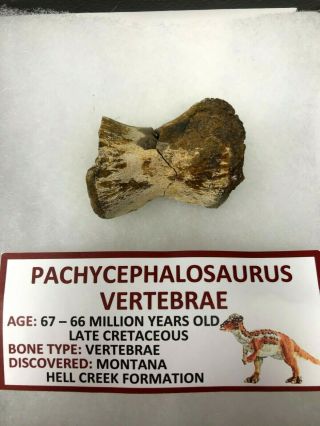 Rare Ancient Pachycephalosaurus Vertebrae Bone - 67/66 Million Years Old