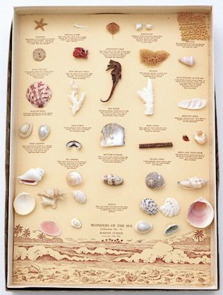 Rare Vintage 1958 Wonders Of The Sea Marine Curios Shells Sea Horse Sand Dollar