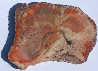 Large,  Rare,  Polished Arizona Petrified Wood Slab - Schilderia
