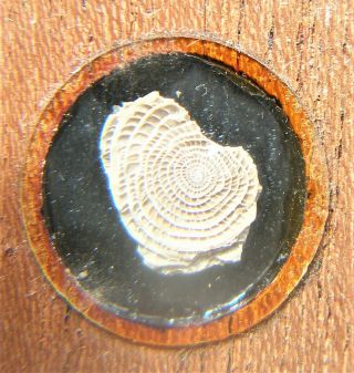 Antique Mahogany Microscope Slide Of Nummulites
