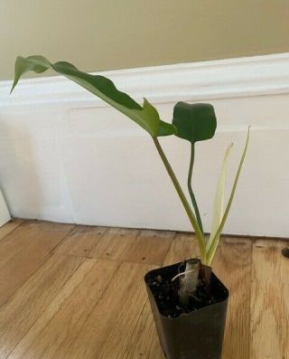Rare Aroid Philodendron 69686 It Has 2 Older Leaves And 1 Leaf