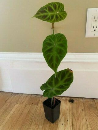 Rare Philodendron Verrucosum.  19 Inches Tall 3 Leaves And 1 Leaf.