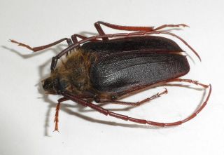 Cerambycidae,  Prioninae,  Acalodegma Servillei Male (very Rare Macrodontini)