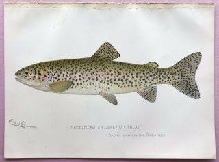 1897 Rare Antique Denton Fish Print Steelhead Or Salmon Trout Salmo Gairdneri
