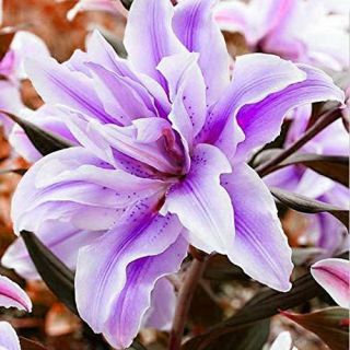 Amaryllis Bulbs Fragrant Perennial Flower Resistant Bonsai Unique Rare Gift Plan