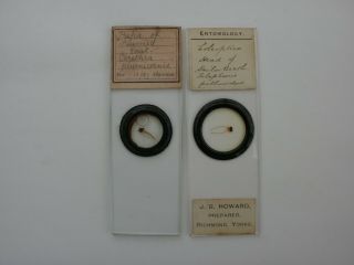 Antique Microscope Slides.  Insect Slides.  Sailor Beetle And Gnat Pupa.