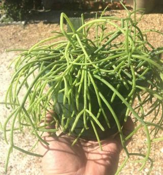 Full Rooted 6 " Pot Of " Rhipsalis " Porto De Allegre " Rarely Offered This Size