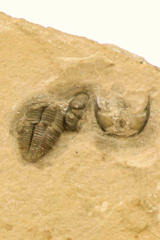 Top Rare Association Of Memonia Sahratiani,  Cedaria Minor Cambrian Trilobites