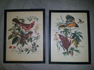 Set Of Two Framed Vintage Bird & Flower Prints By Arthur Singer